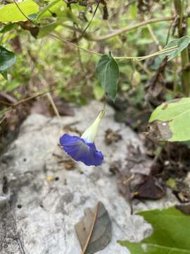 Imagem de Ipomoea aristolochiifolia (Kunth) G. Don