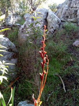 Image of Watsonia tabularis J. W. Mathews & L. Bolus