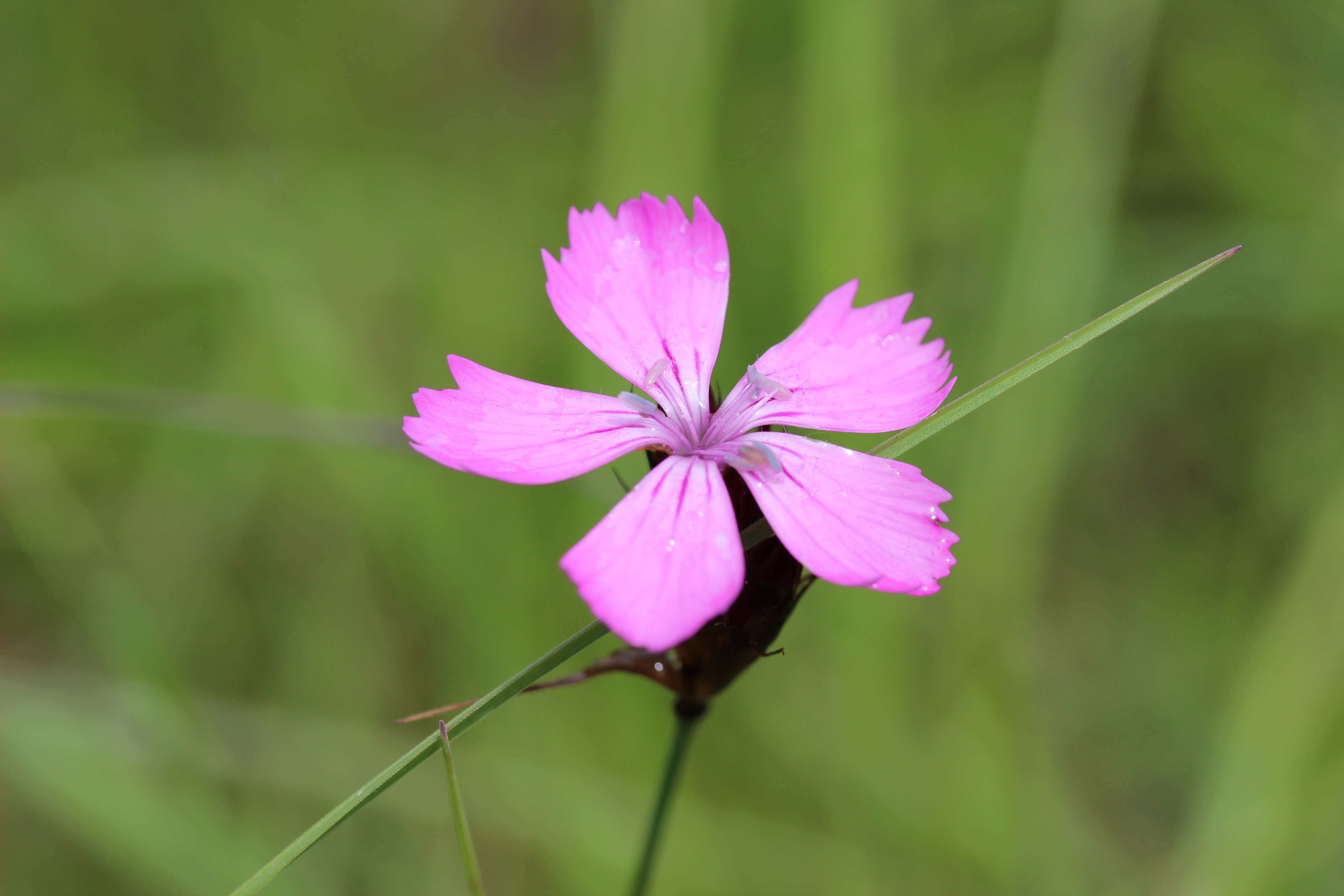 Image of carthusian pink