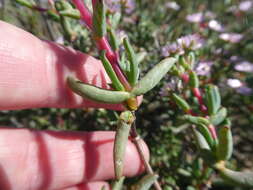 Image of Ruschiella lunulata (A. Berger) Klak