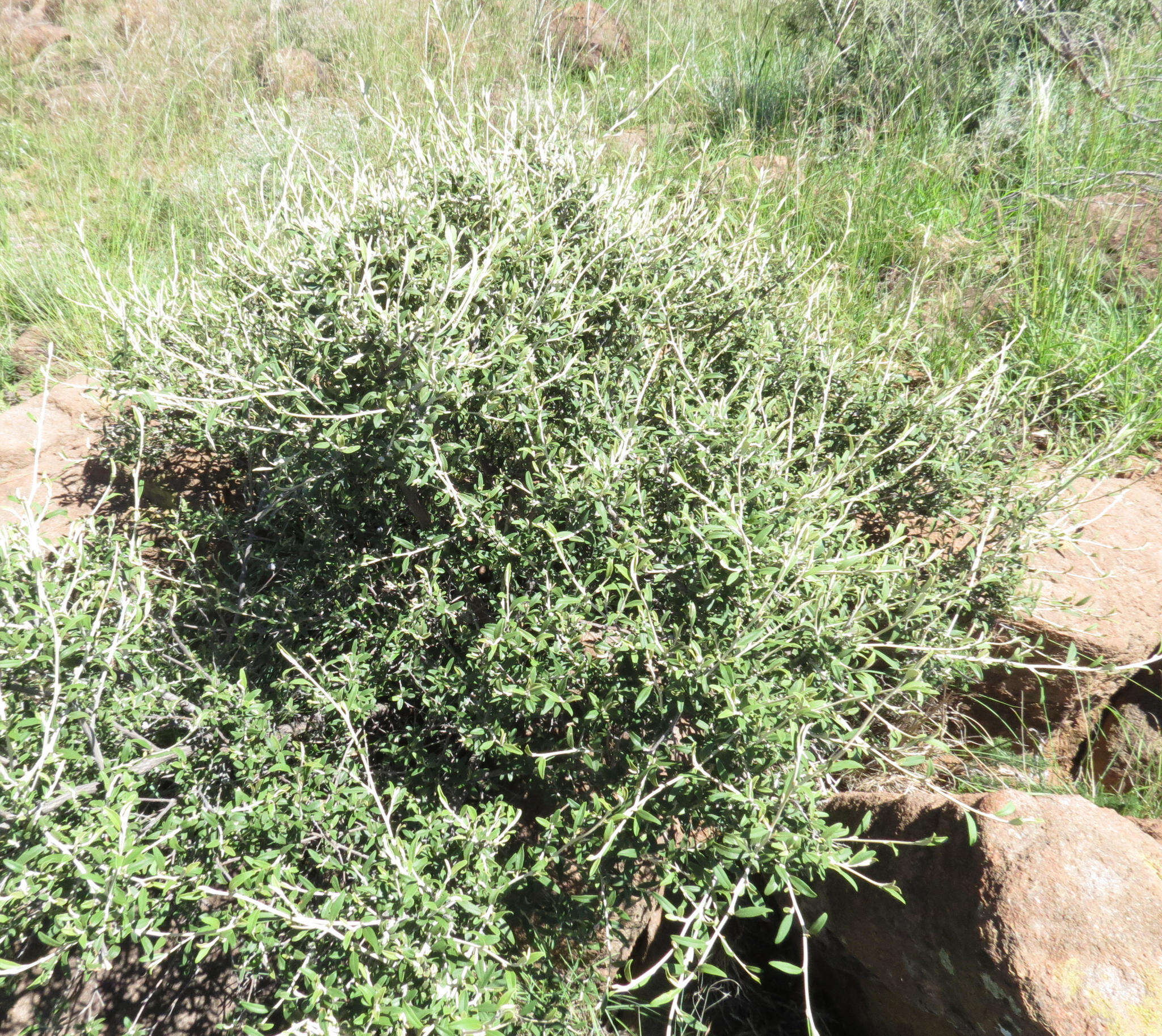 Image of Tarchonanthus minor Less.