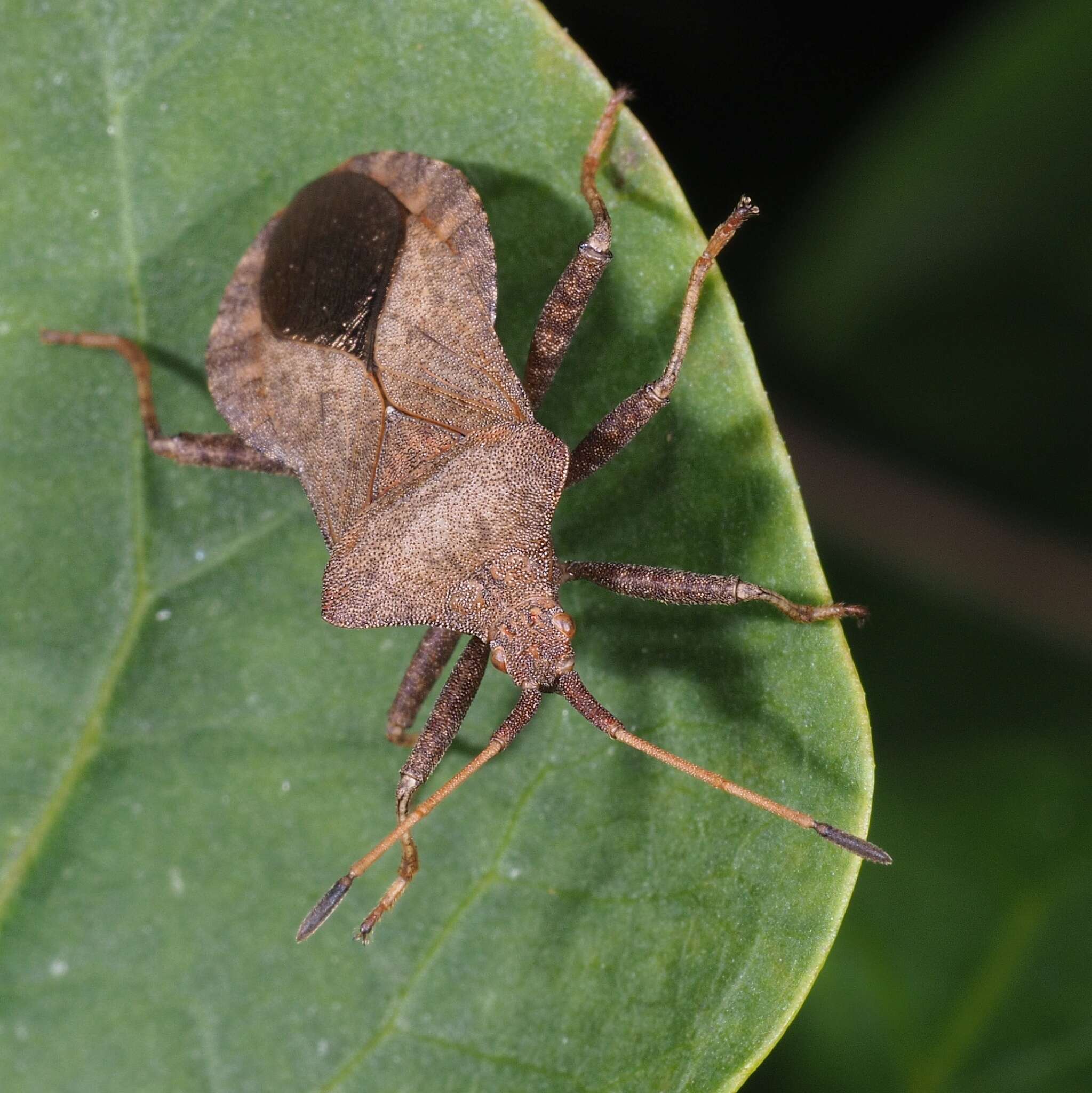 Image of Coreus