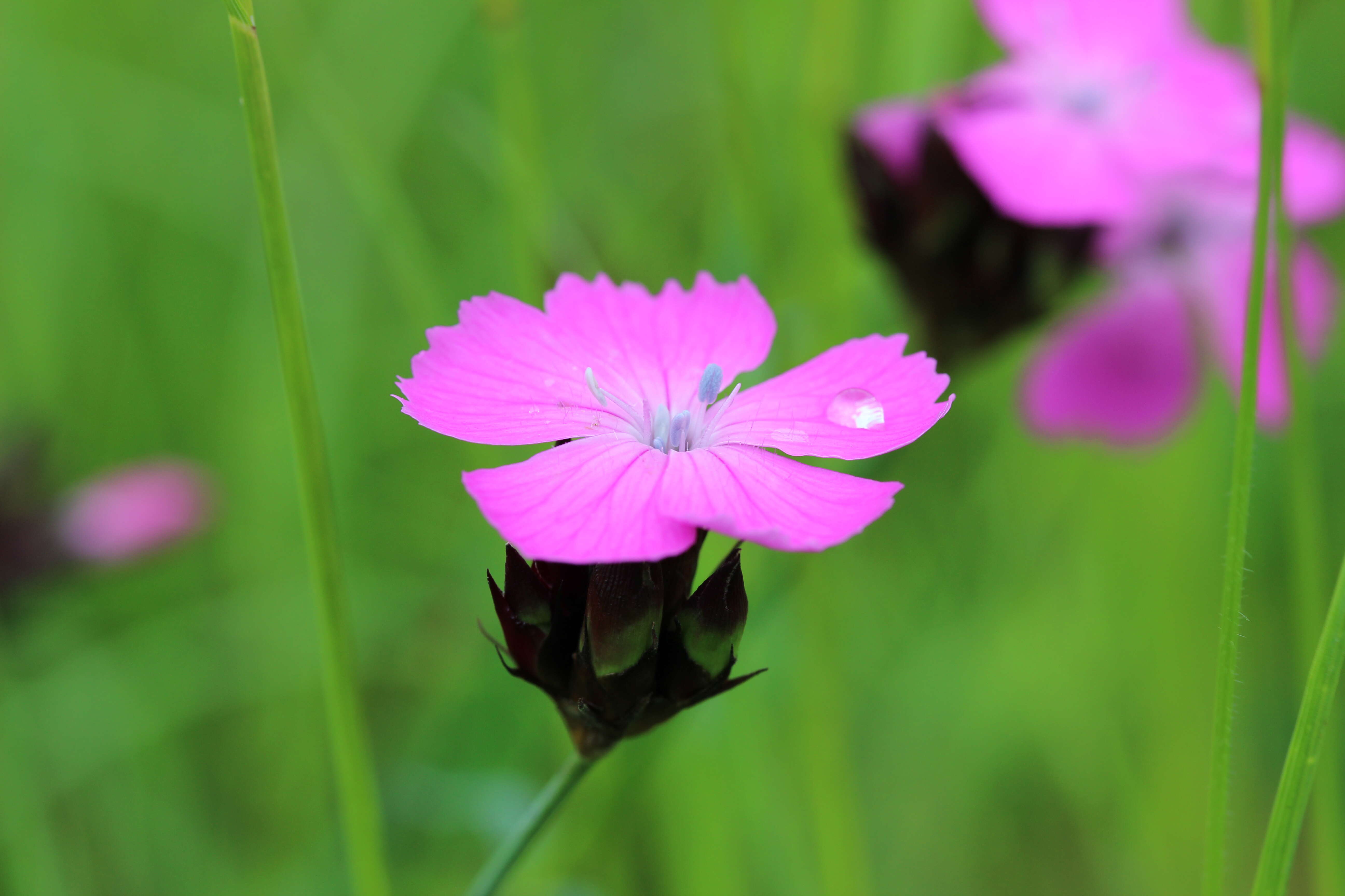 Image of carthusian pink