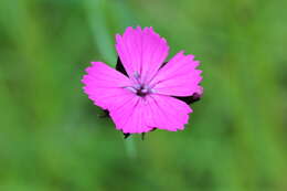 Image of carthusian pink