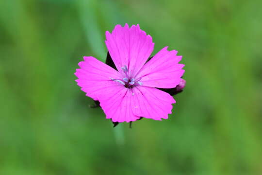 Image of carthusian pink