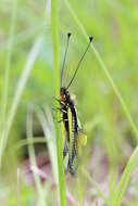 Image of Owly sulphur