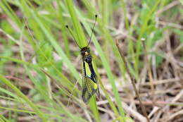 Image of Owly sulphur