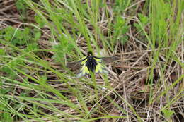 Image of Owly sulphur