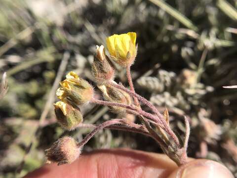 Imagem de Potentilla morefieldii B. Ertter