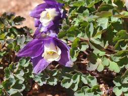 Image of Rocky Mountain blue columbine