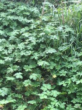 Image of Solander's geranium