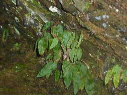 Image of Elaphoglossum hybridum (Bory) Brack.