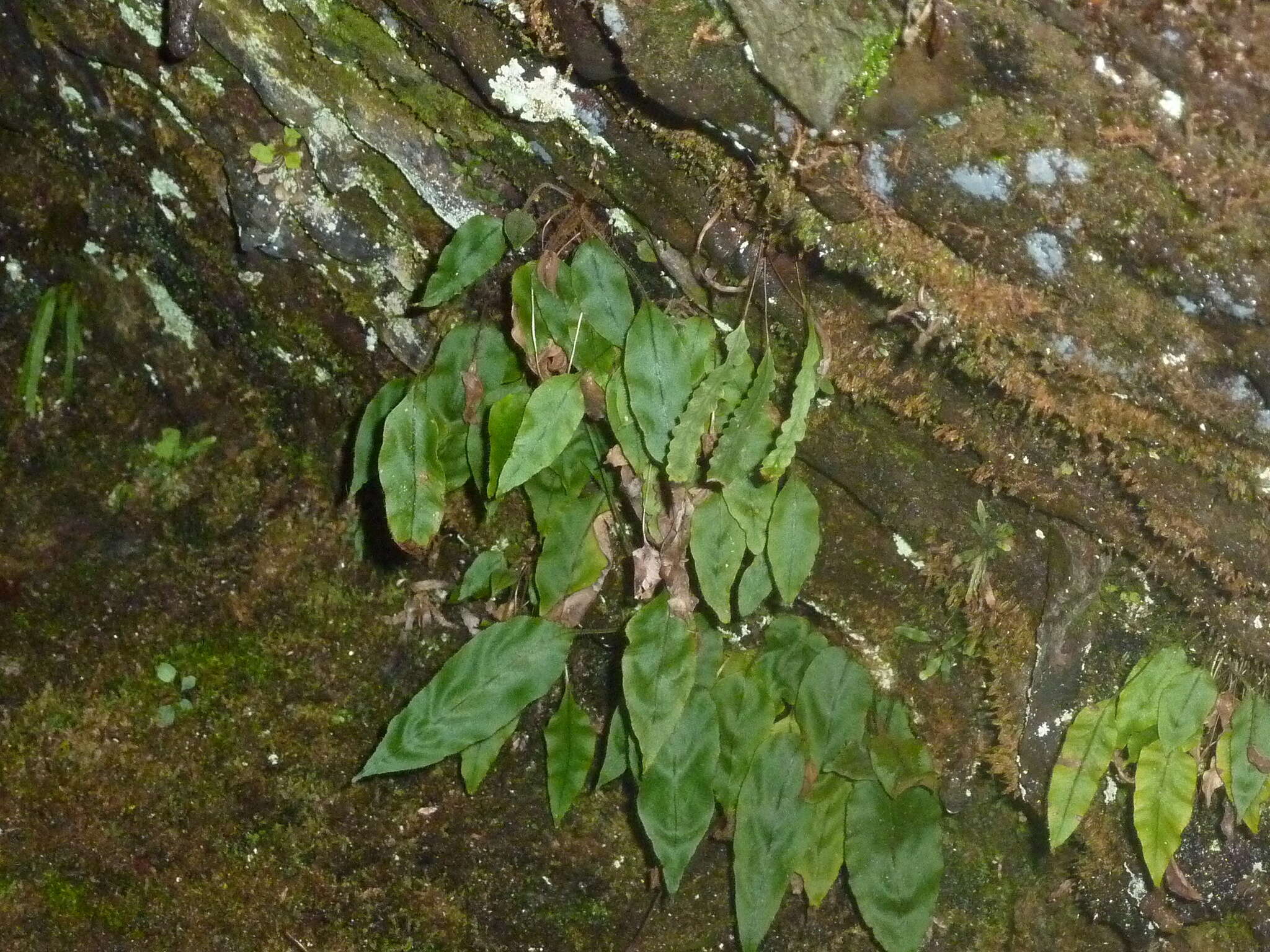 Image of Elaphoglossum hybridum (Bory) Brack.