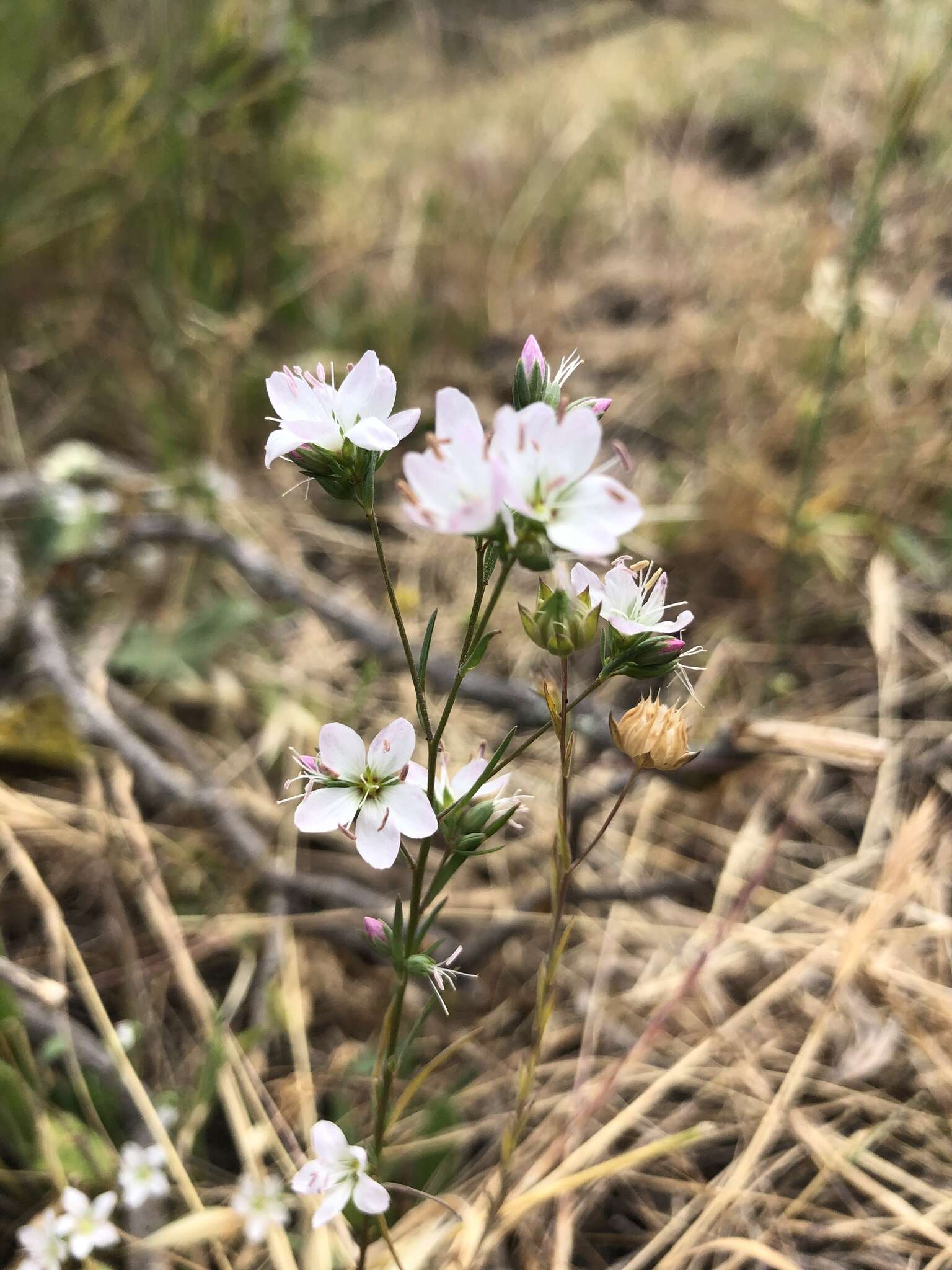 Image of California dwarf-flax