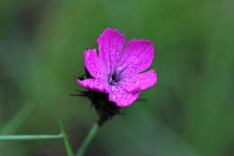 Image of carthusian pink