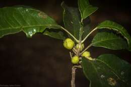 Image of Sarcomelicope simplicifolia (Endl.) T. G. Hartley