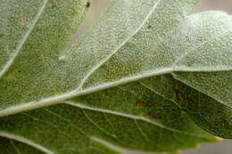 Image of Crataegus karadaghensis Pojark.