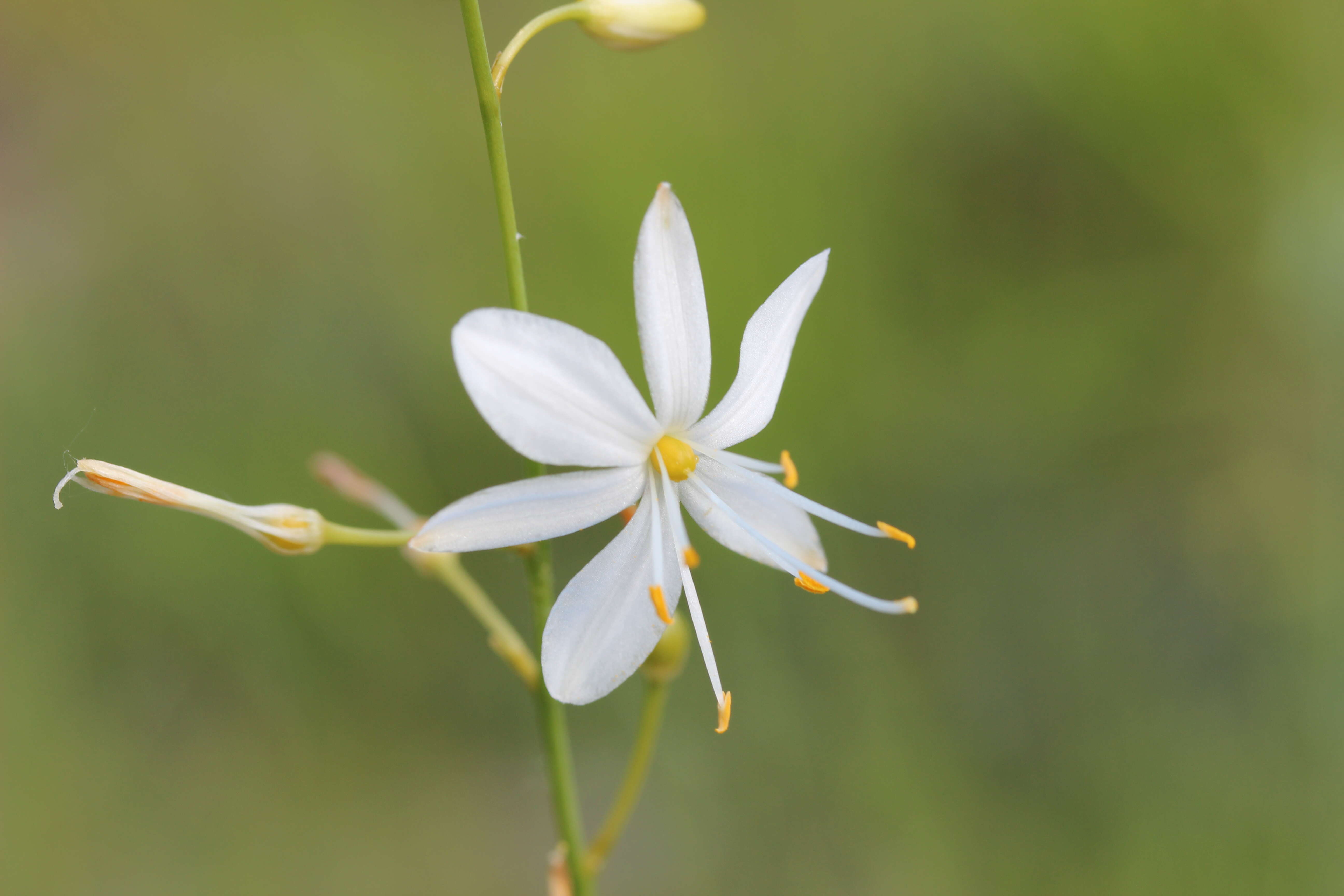 Image of Branched St Bernard's lily