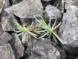 Image of Dianthus seisuimontanus Masam.