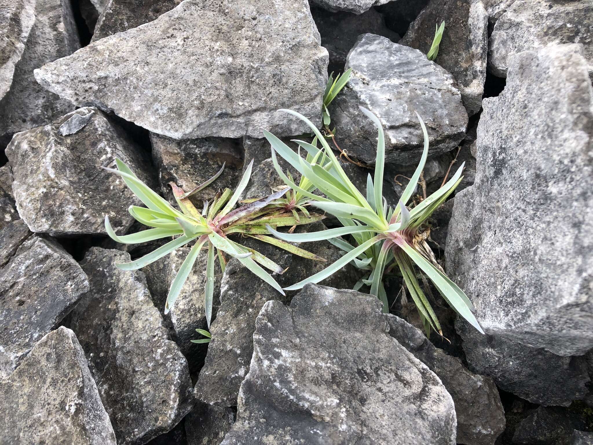 Image of Dianthus seisuimontanus Masam.