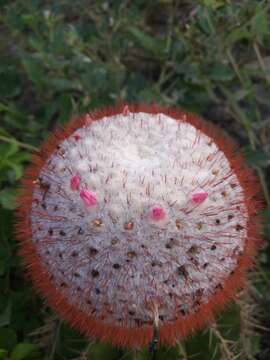 Image of Melocactus intortus subsp. intortus