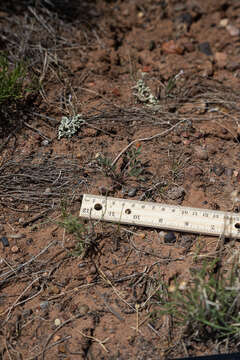 Image of Loa milkvetch