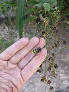 Image of big yellow velvetleaf