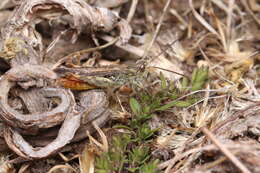 Plancia ëd Chorthippus (Glyptobothrus) mollis (Charpentier 1825)