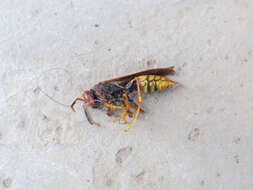 Image of Polistes cavapytiformis Richards 1978