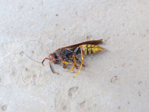 Image of Polistes cavapytiformis Richards 1978