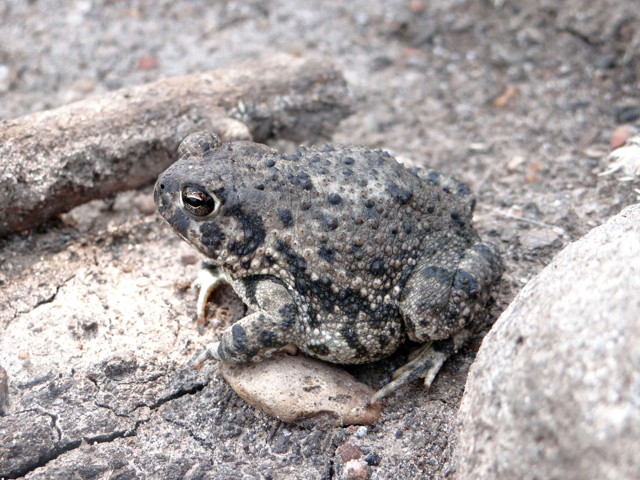 Plancia ëd Anaxyrus compactilis (Wiegmann 1833)