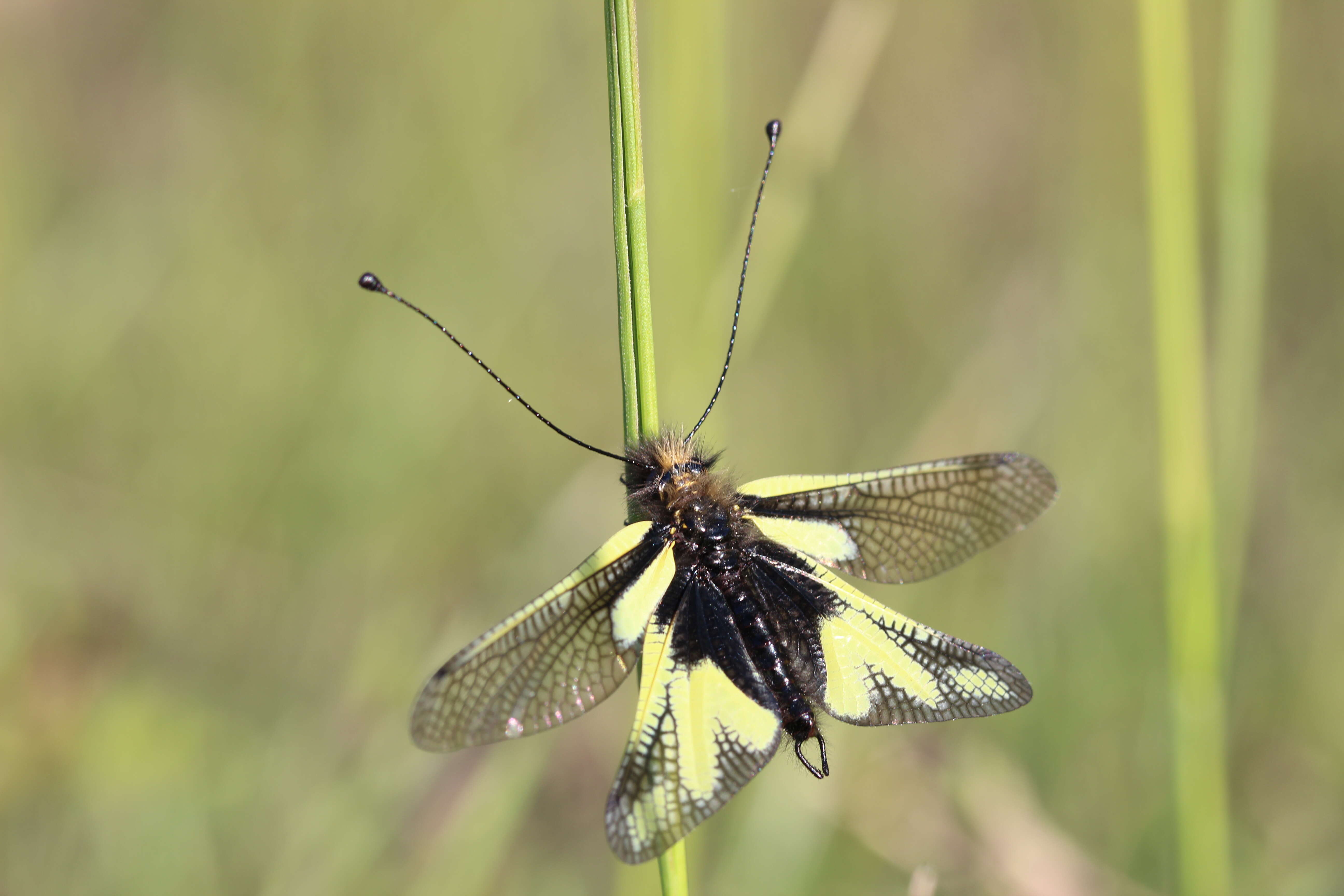 Image of Owly sulphur