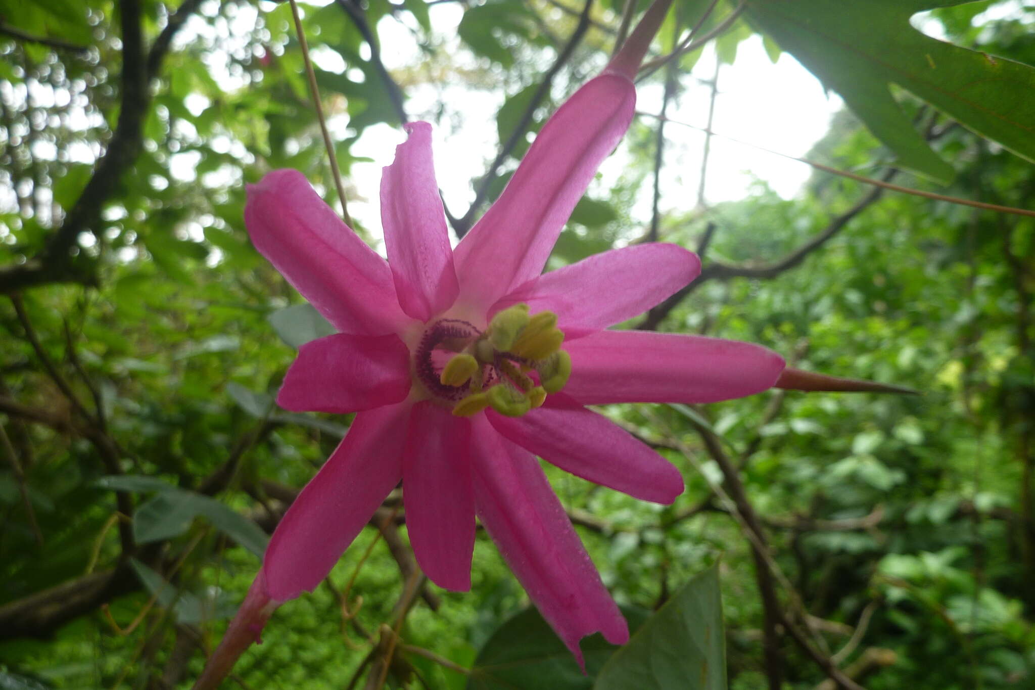 Image of Passiflora tarapotina Harms