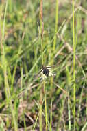 Image of Owly sulphur