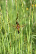 Image of Four-spotted Chaser