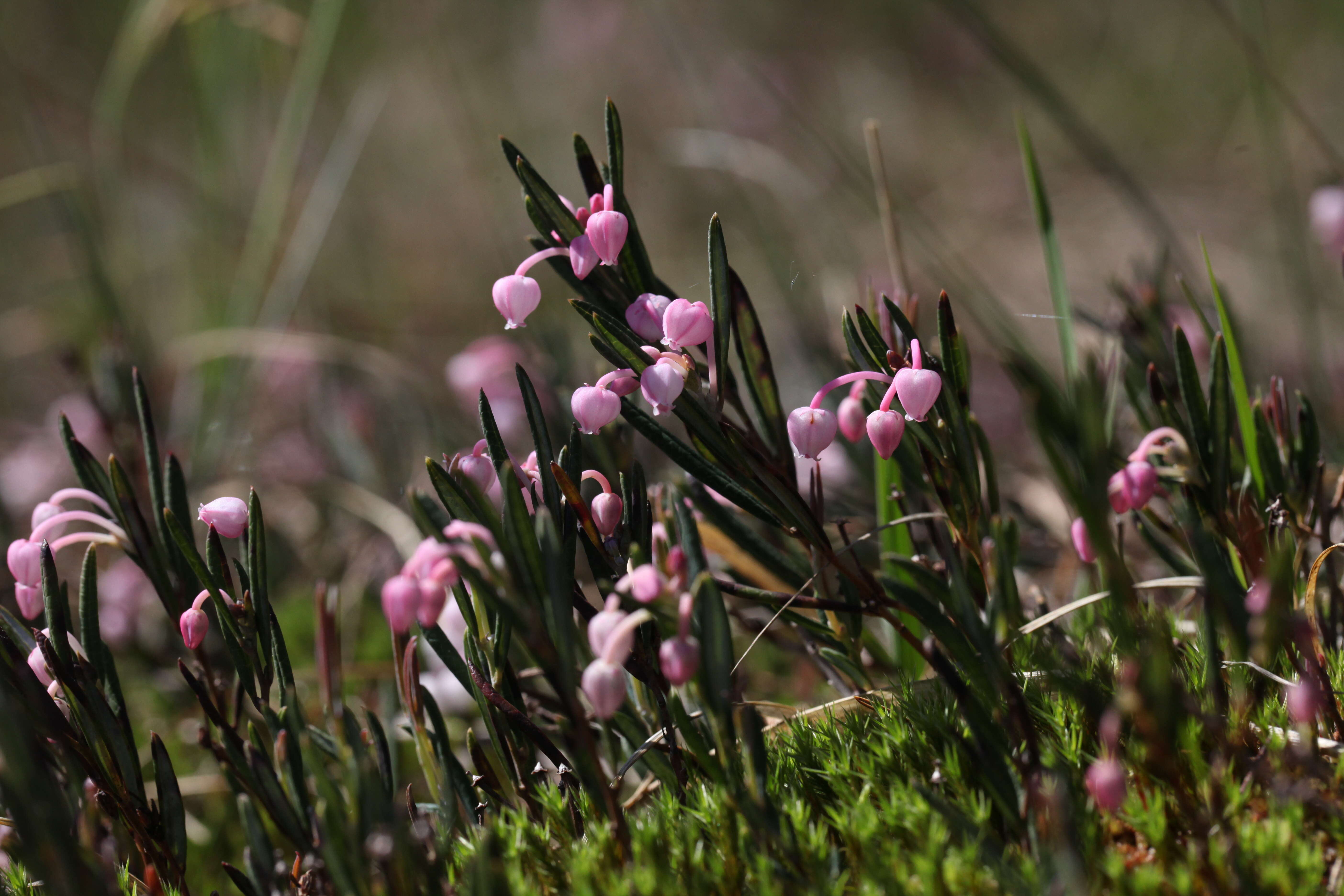 Image of bog rosemary