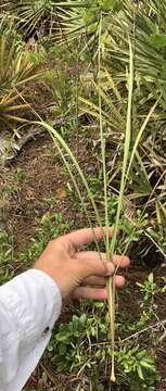 Image of Florida Bluestem