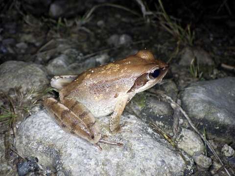 Image of Japanese Brown Frog