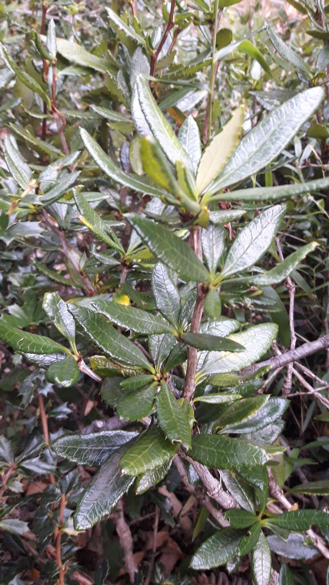 Image of Berberis pseudoilicifolia Skottsb.