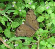 Image of chocolate pansy