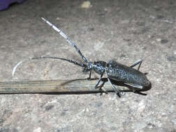 Image of capricorn beetle