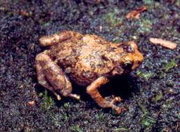 Image of Black-throated Climbing Frog
