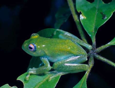 Image of Bright-eyed frog