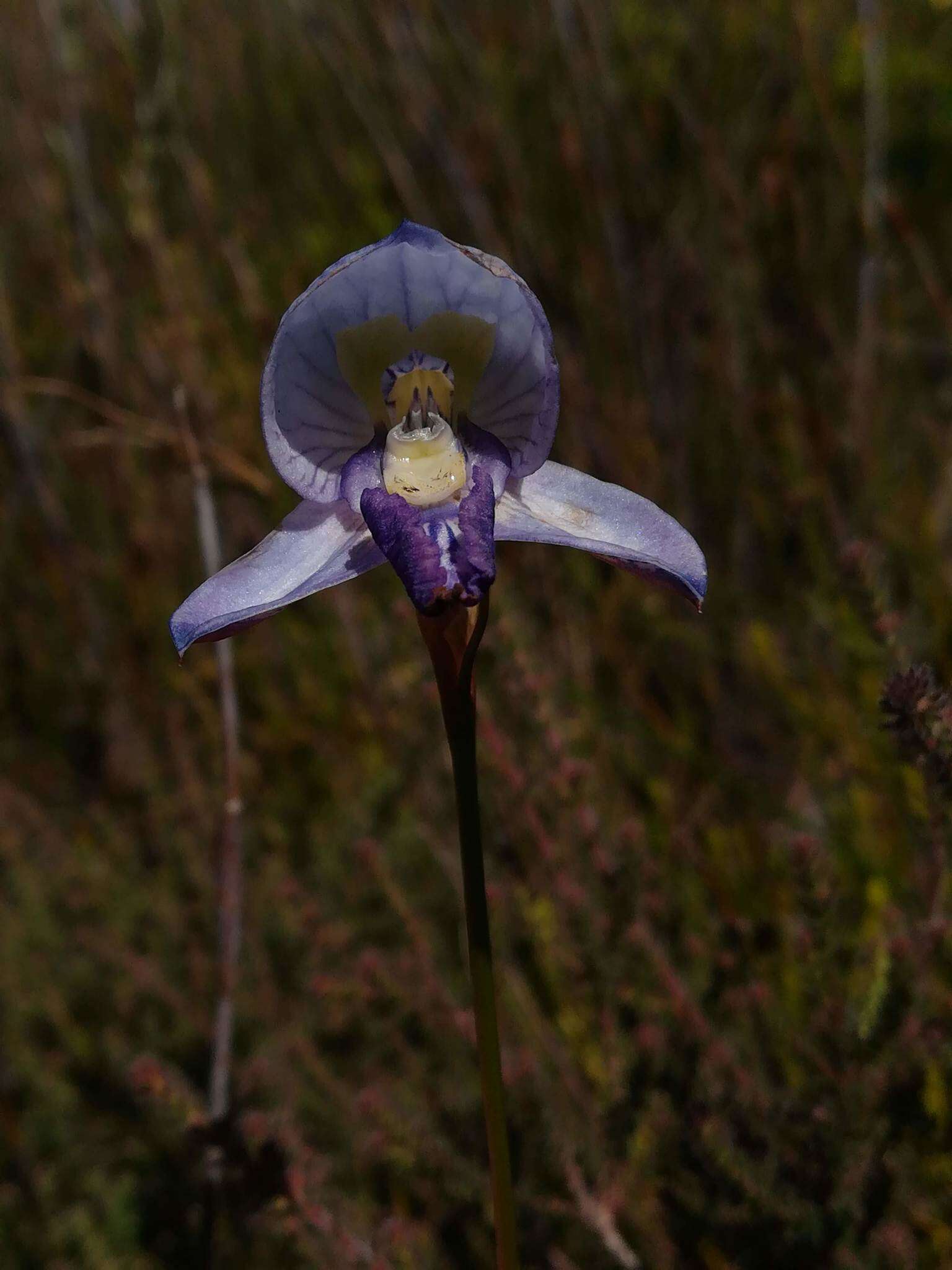 Image of Early blue Disa