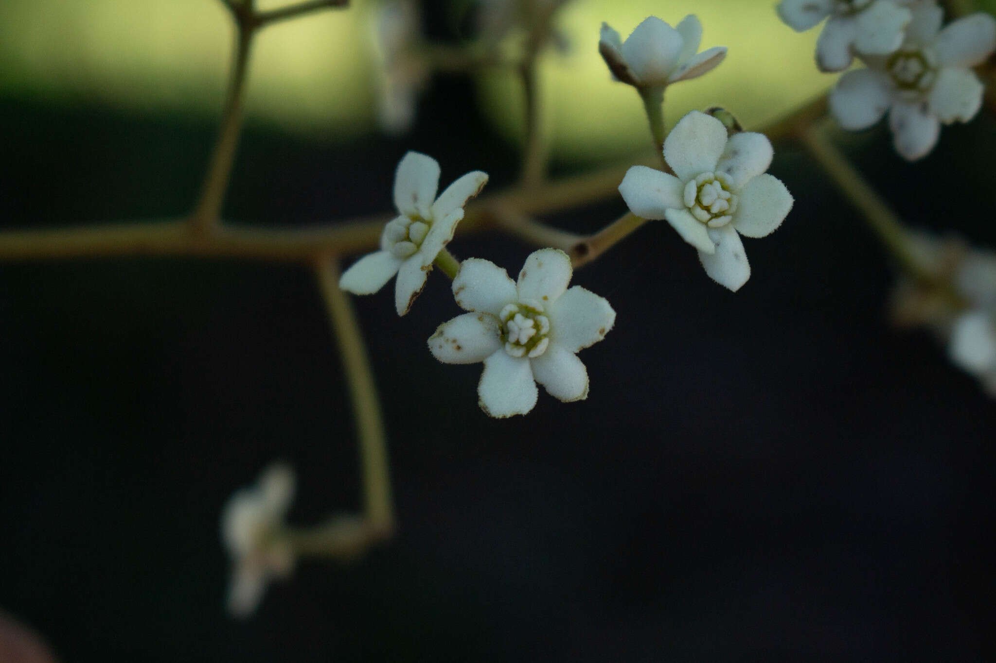 Nectandra lanceolata Nees & Mart. ex Nees的图像