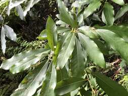 Image de Machilus japonica Sieb. & Zucc.