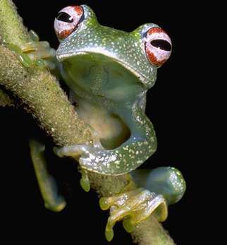 Image of Boophis anjanaharibeensis Andreone 1996