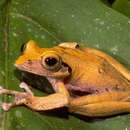 Image of Nosy Be Bright-eyed Frog