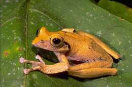 Image of Nosy Be Bright-eyed Frog