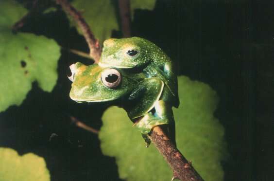 Image of Boophis elenae Andreone 1993